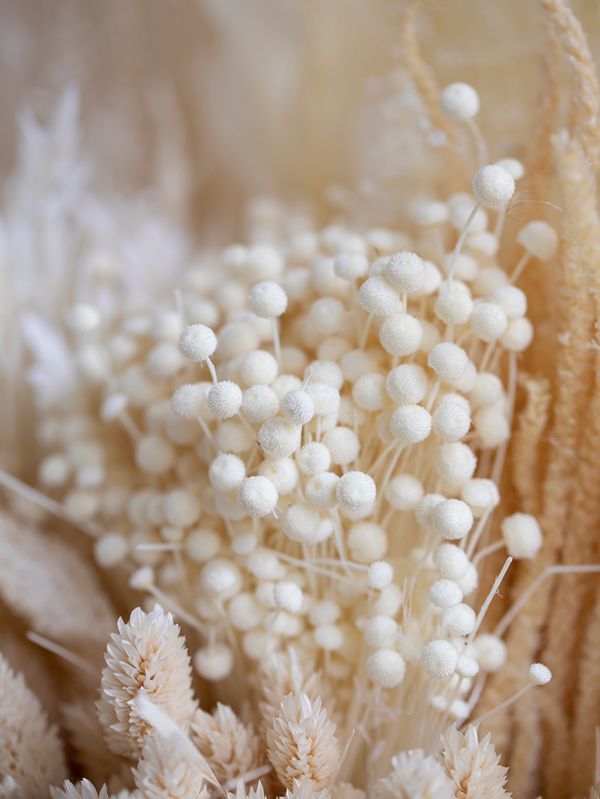 bouquet-bouton-seche-blanc-deco-simple-et-naturelle