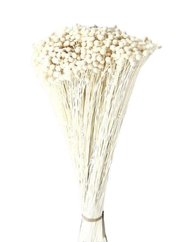 bouquet-bouton-seche-blanc-deco-simple-et-naturelle