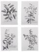 Set de 4 Affiches Herbiers Bloomingville - 35 cm 