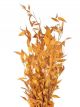 bouquet-ruscus-orange-fleurs-sechees-decoration-naturelle-champetre