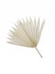 Feuille de palmier blanchie - Lot de 5