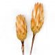 Protea Repens Crème - A la Tige
