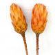 Protea Repens Jaune - A la Tige