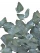 Eucalyptus Cinerea Stabilisé  Green-Blue - Bouquet
