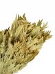 Spiga d'Or Sec Naturel - Bouquet